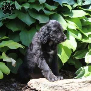 Bella, Irish Doodle Puppy